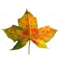 Maple Tech Systems, Inc Maple Tech Systems, Inc