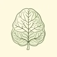 The Chhaya Organisation