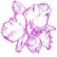 Chadwick & Son Orchids Inc