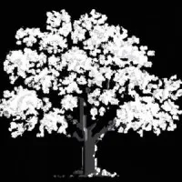 7Alder