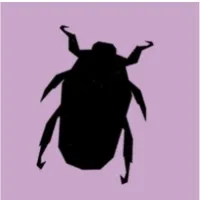 Invertebrates Australia