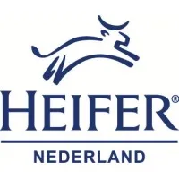 Heifer 