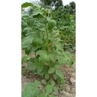 DHOOT GUAR GUM (Dhoot Dal Mill)