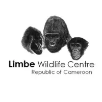Pandrillus Cameroon - Limbe Wildlife Centre