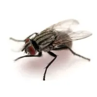 Buzzin Media Limited