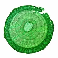 Cell Telecom Cell Telecom