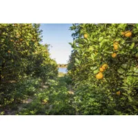 Feek Family Citrus