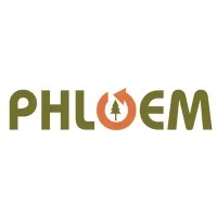 Phloem
