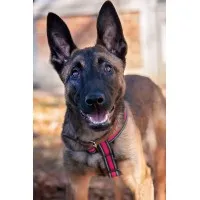 Enforcer Working Dogs, LLC