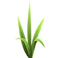 Grassroots Branding & Web Design