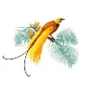 Native Vanilla Native Vanilla