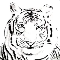 White Tiger Productions