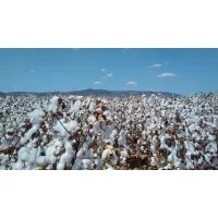 Vijay Cotton & Fibre Co. LLP Vijay Cotton & Fibre Co. LLP