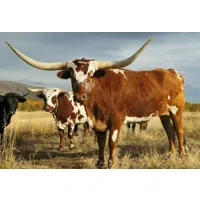 Longhorn Wealth Management Group Longhorn Wealth Management Group