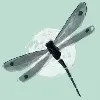 Dragonfly Education Group