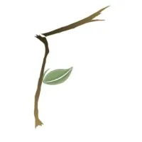 Formation Counseling Services