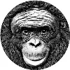 Ape Initiative Ape Initiative
