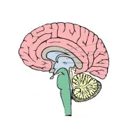 Broader Intelligence