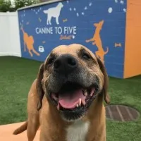 Canine To Five