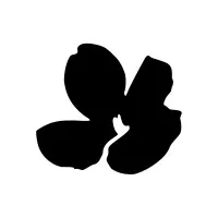 POPPY AMERICA POPPY AMERICA