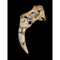 Palmetto Paleontology Museum