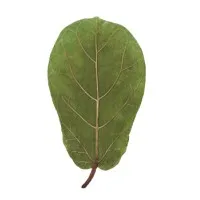 leaves bookstore