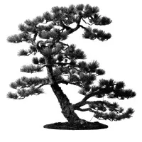 Black Pine Counseling Center