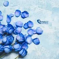 Direct Cargo S.A. Freight Forwarder