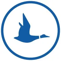 Blue Duck