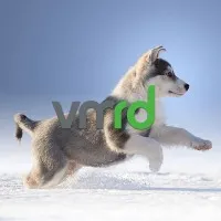 VMRD, Inc.