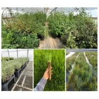 North Fork Native Plants