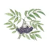 Herbal Educational Services