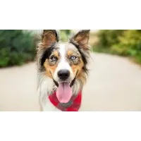 Portland Veterinary Service Portland Veterinary Service