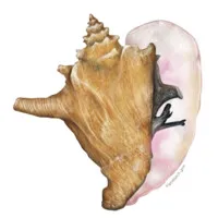 Queen Conch Lab | FAU Harbor Branch Oceanographic Institute