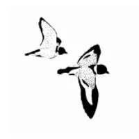 Bamford Consulting Ecologists