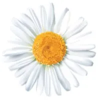 Daisy Consulting Group