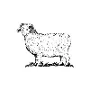 Woolrich Woolrich