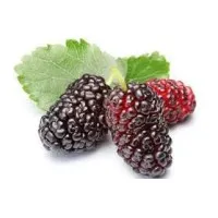 Mulberry Solutions Mulberry Solutions