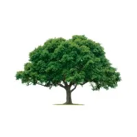 Charter Oak Building Maintenance, Inc.