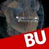 Boston University - Henry M. Goldman School of Dental Medicine Boston University - Henry M. Goldman School of Dental Medicine