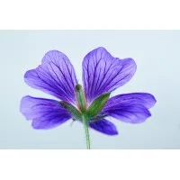 Cordell Associates, LLC 