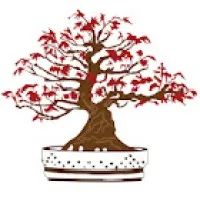 Kifu Bonsai
