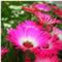 Coughlin Landscaping