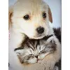 Kem Road Animal Hospital Kem Road Animal Hospital