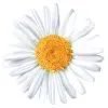 Daisy Consulting Group