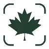 Maple Leaf Strategies Maple Leaf Strategies