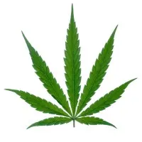 Legalise Cannabis Australia