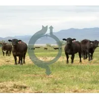 Carbon Cycle Institute