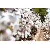 Carroll Cotton Co Pty Ltd Carroll Cotton Co Pty Ltd