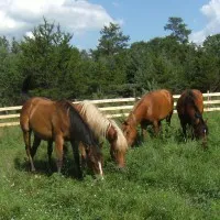 Sibley Equine Conservancy  501c3